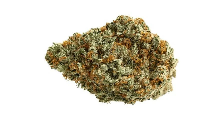 DONNIE BURGER - Image 2